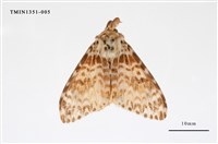 藏品(毒蛾科)的圖片